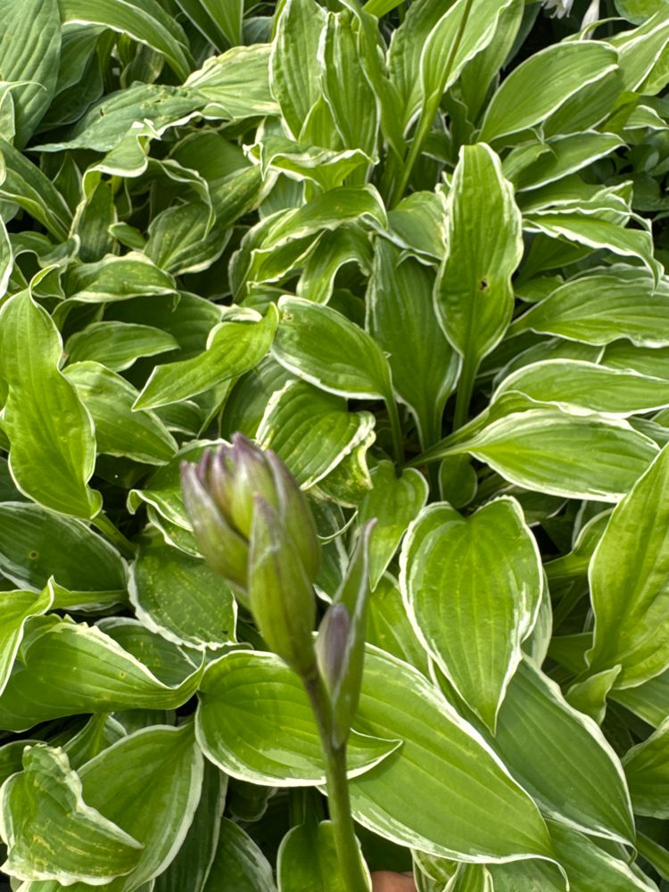 Hosta undulata 'Albomarginata' Weißrandige Wellblatt-Funkie