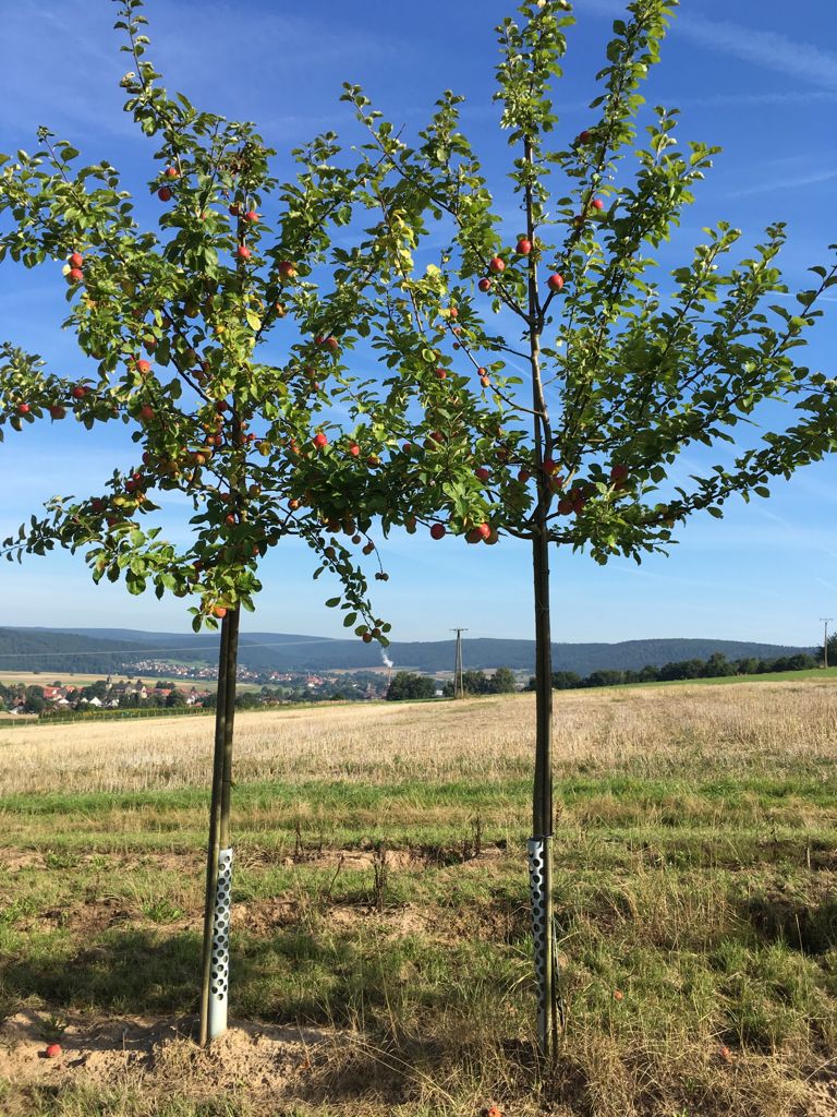 Malus 'Geheimrat Dr. Oldenburg'        CAC Apfel 'Geheimrat Dr.Oldenburg'      mittel