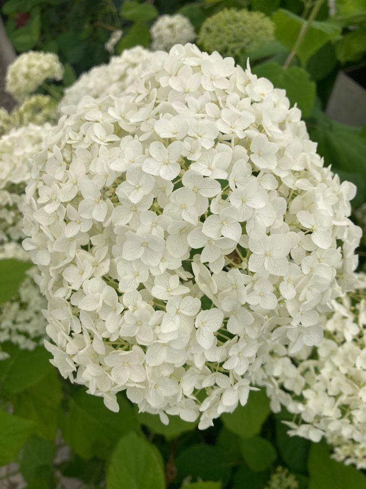 Hydrangea arbor. 'Annabelle' Ballhortensie 'Annabelle'