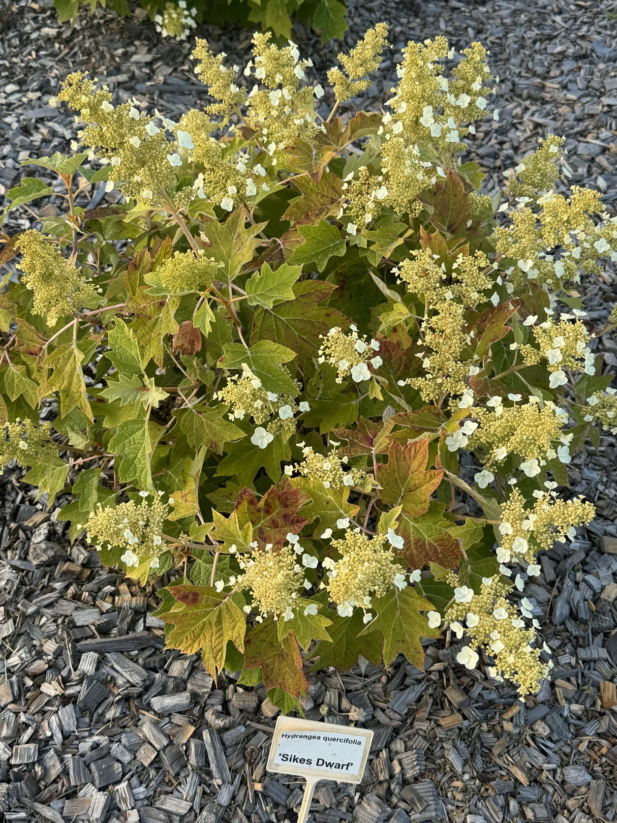 Hydrangea quercifolia 'Sike's Dwarf' Eichenblättr.Hortensie 'Sike's Dwarf'