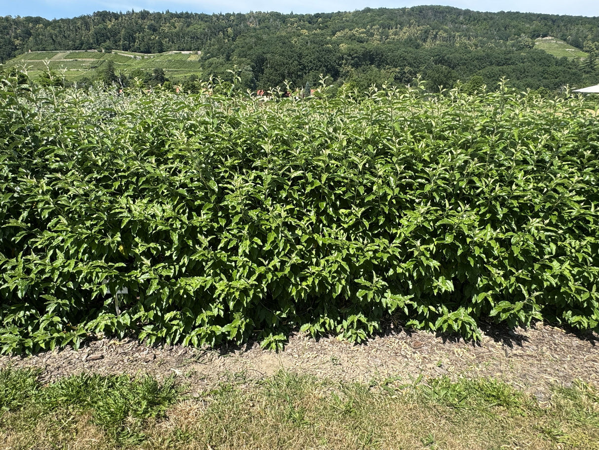 Elaeagnus umbellata Doldige Ölweide