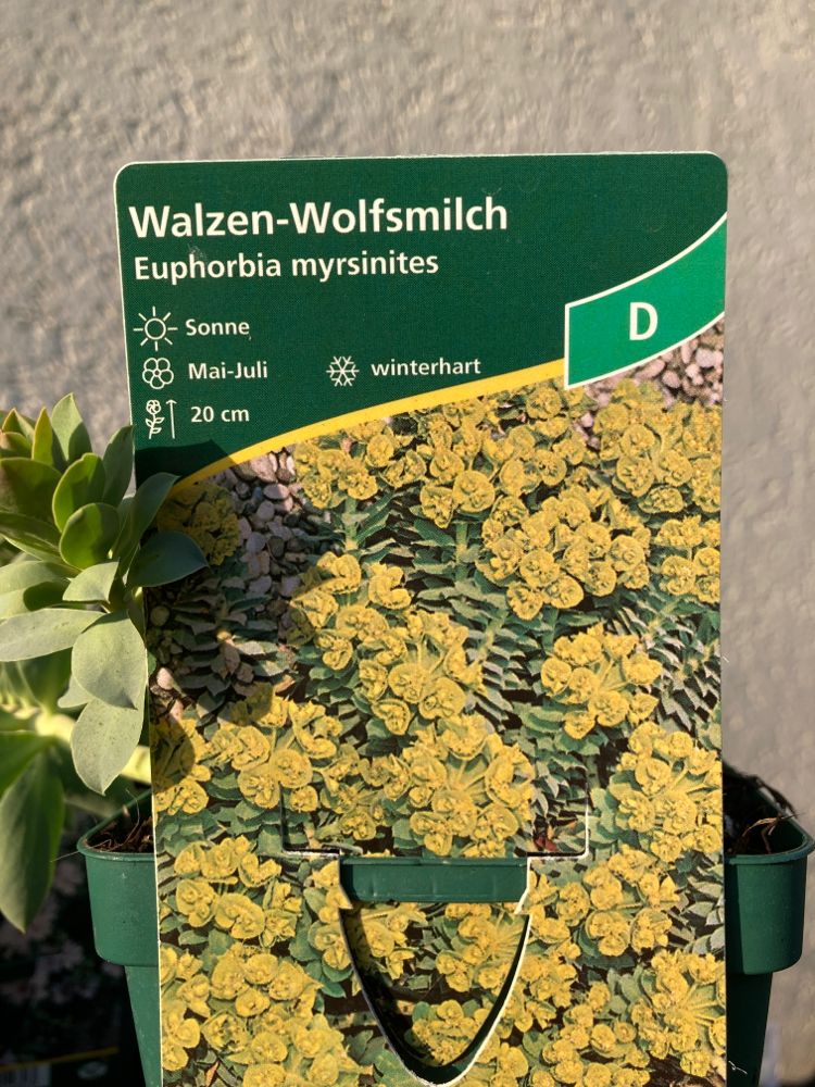 Euphorbia myrsinites Walzen-Wolfsmilch