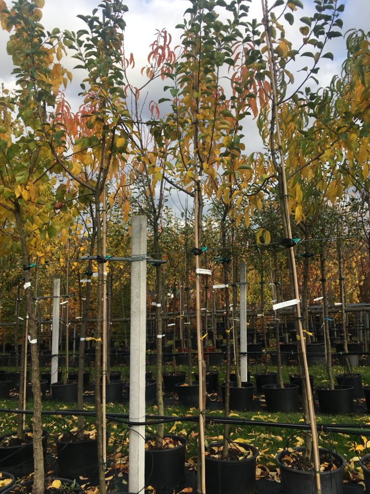 Malus 'Celler Dickstiel'               CAC Apfel 'Celler Dickstiel'              spät