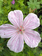 Geranium sanguineum var.striatum Gestreifter Blut-Storchschnabel
