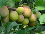 Prunus dom.'Colora'  -S-               CAC Zwetsche 'Colora'  -S-