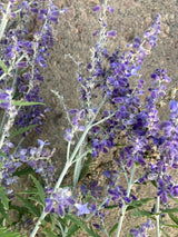 Perovskia atriplicifolia 'Lacey Blue'  -R- Blauraute 'Lacey Blue'