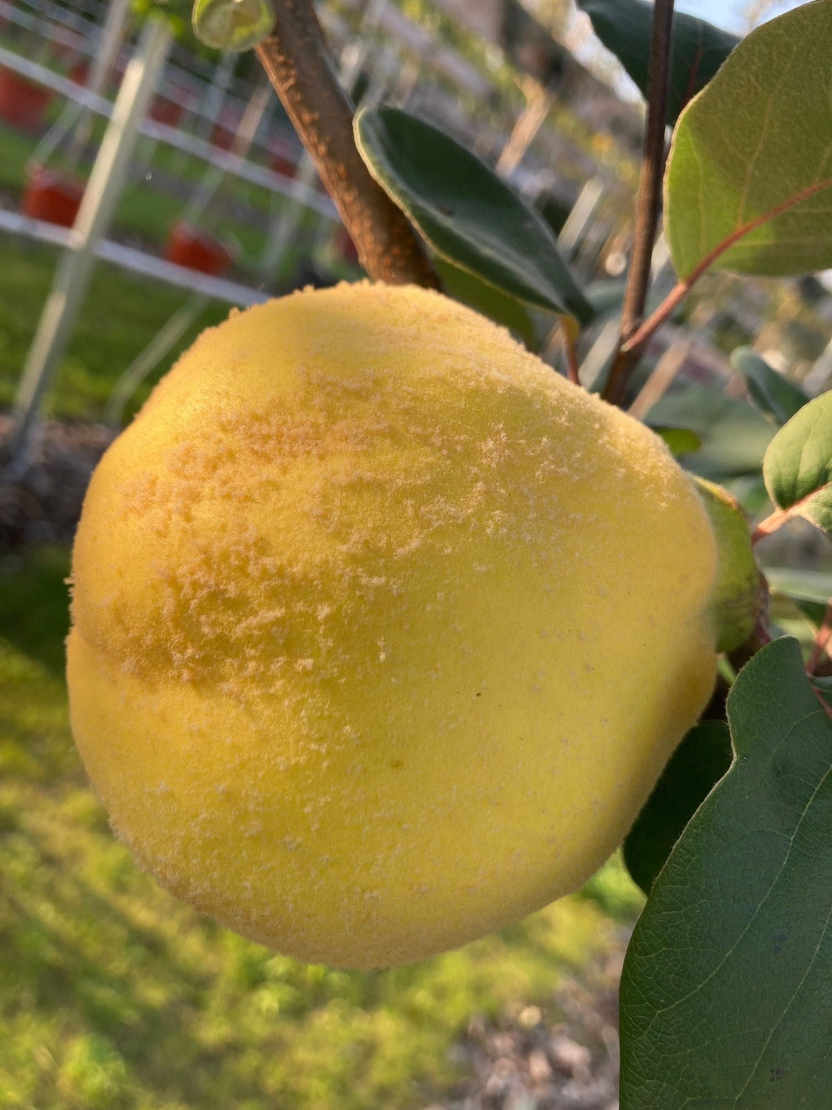 Cydonia 'Wudonia'                      CAC Quitte 'Wudonia'