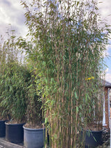 Fargesia 'Jiuzhaigou 1' Gartenbambus 'Jiuzhaigou 1'