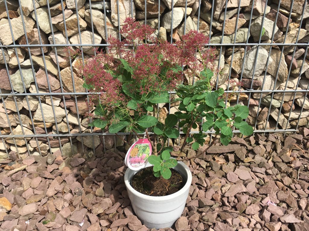 Cotinus coggygria 'Smokey Joe'  -R- Perückenstrauch 'Smokey Joe'  -R-