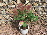 Cotinus coggygria 'Smokey Joe'  -R- Perückenstrauch 'Smokey Joe'  -R-