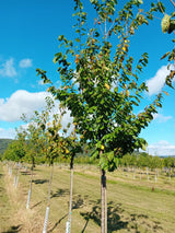 Prunus av.'Große Schwarze Knorpelk.'   CAC Süßkirsche 'Große Schw.Knorpelkirsche'6.KW