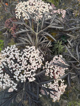 Sambucus nigra 'Black Lace'  -R--S- Schwarzer Holunder 'Black Lace'  -R--S-