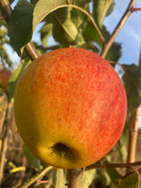 Malus 'Pinova'  -S-                    CAC Apfel 'Pinova'  -S-                 mittel