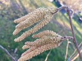 Corylus avellana Waldhasel