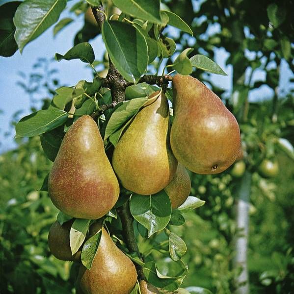 Pyrus com.'Dessera'  -R-               CAC Birne 'Dessera'  -R-