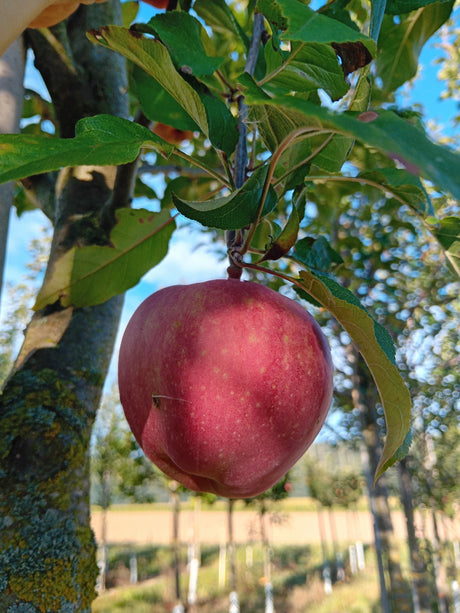 Malus 'Gloster 69'                     CAC Apfel 'Gloster 69'                  mittel