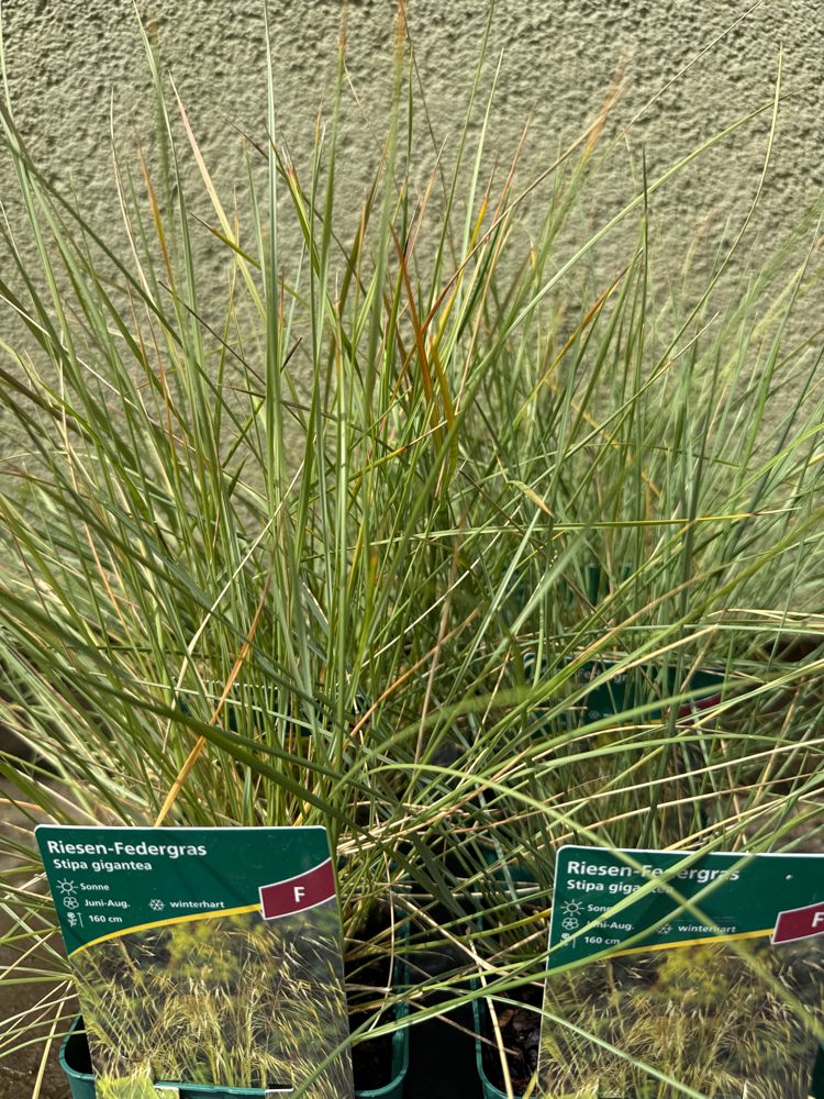 Stipa gigantea Riesen-Federgras