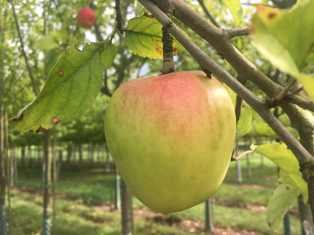 Malus 'Weißer Winterglockenapfel'      CAC Apfel 'Weißer Winterglockenapfel'   mittel