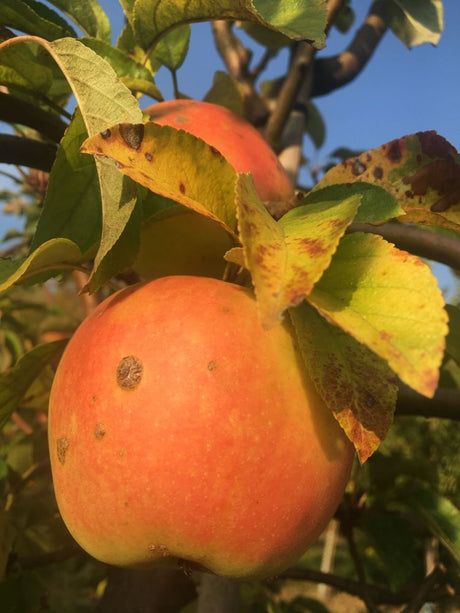 Malus 'Weißer Winterglockenapfel'      CAC Apfel 'Weißer Winterglockenapfel'   mittel