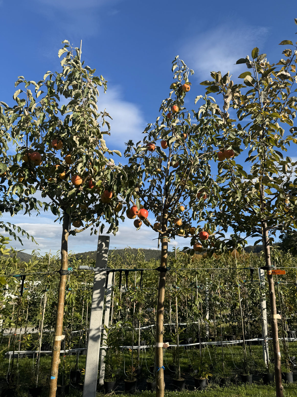 Malus 'Topaz'  -S-                     CAC Apfel 'Topaz'  -S-