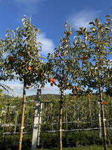 Malus 'Topaz'  -S-                     CAC Apfel 'Topaz'  -S-