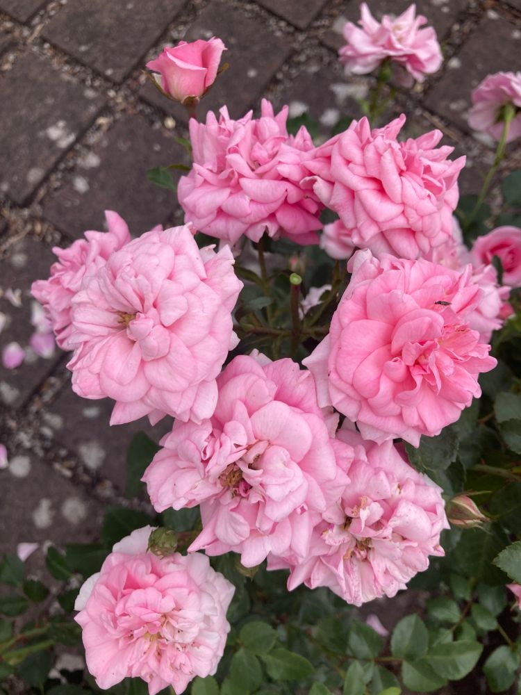 Rosa 'Mirato'  -R-                     BDR III Bodend.Rose 'Mirato'  -R-