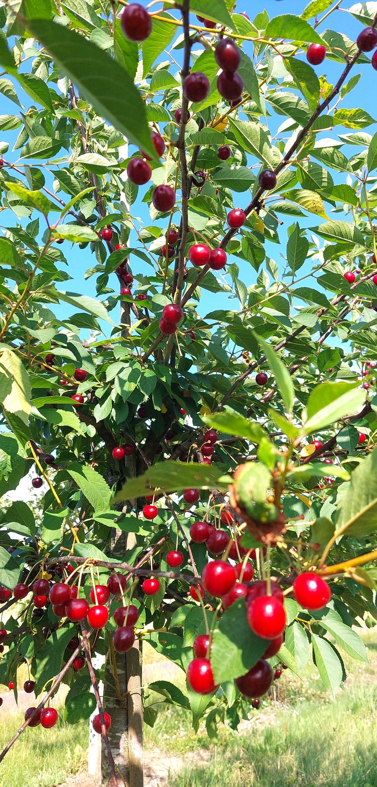 Prunus cer.'Heimanns Rubinweichs.'     CAC Sauerkirsche 'Heimanns Rubinweichsel'