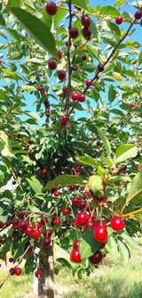Prunus cer.'Heimanns Rubinweichs.'     CAC Sauerkirsche 'Heimanns Rubinweichsel'