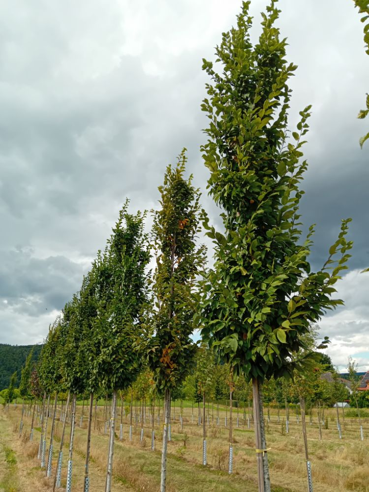 Carpinus betulus 'Lucas' Hainbuche 'Lucas'