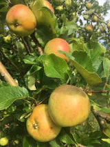 Malus 'Zuccalmagliorenette'            CAC Apfel 'Zuccalmagliorenette'         mittel