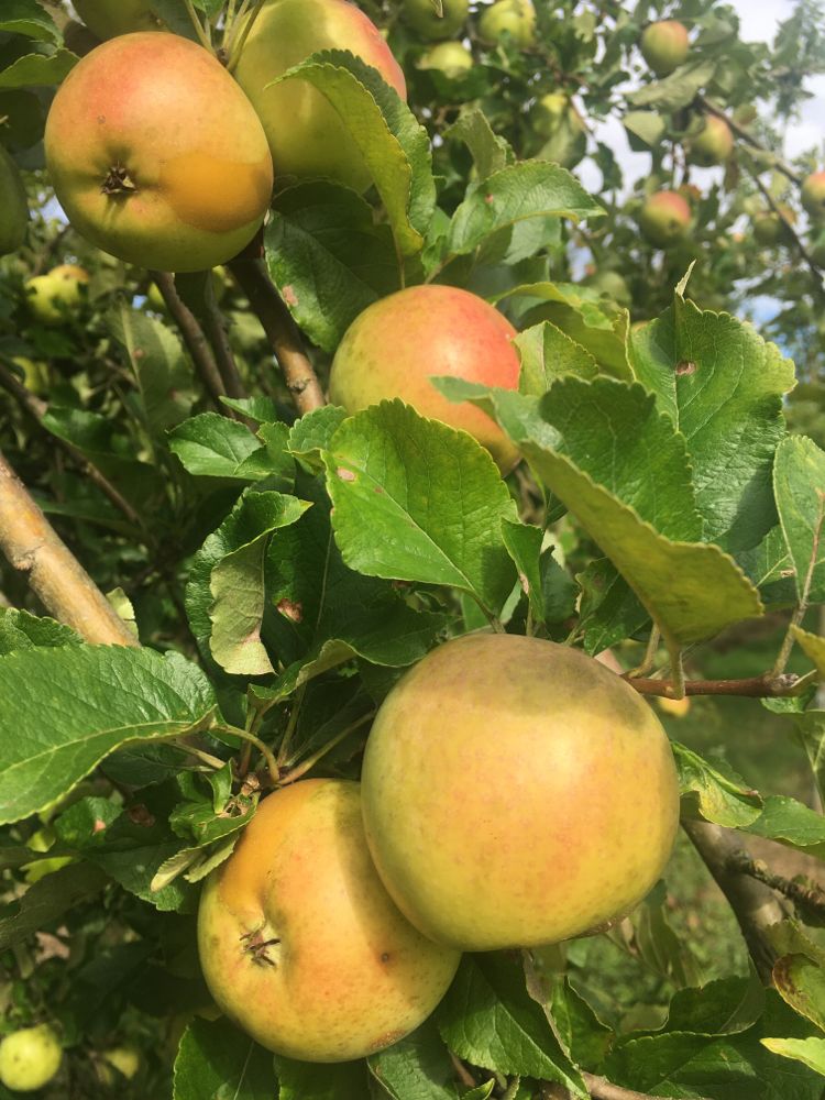 Malus 'Zuccalmagliorenette'            CAC Apfel 'Zuccalmagliorenette'         mittel
