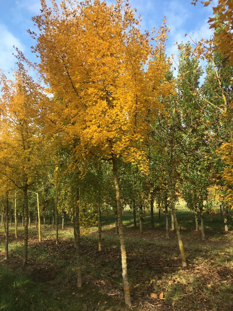 Acer monspessulanum Französischer Ahorn