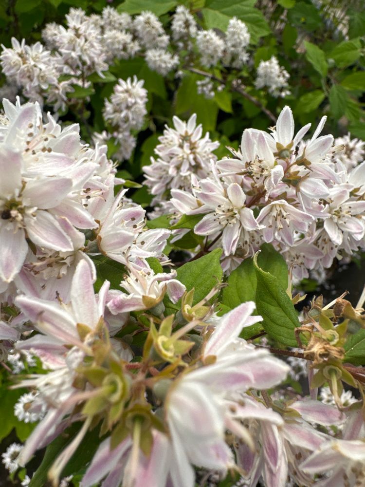 Deutzia 'Raspberry Sundae'  -R- Maiblumenstrauch