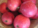 Malus 'Rote Sternrenette'              CAC Apfel 'Rote Sternrenette'           mittel