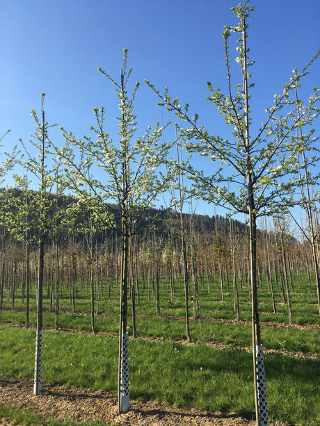 Prunus syr.'Bellamira'  -S-            CAC Mirabelle 'Bellamira'  -S-