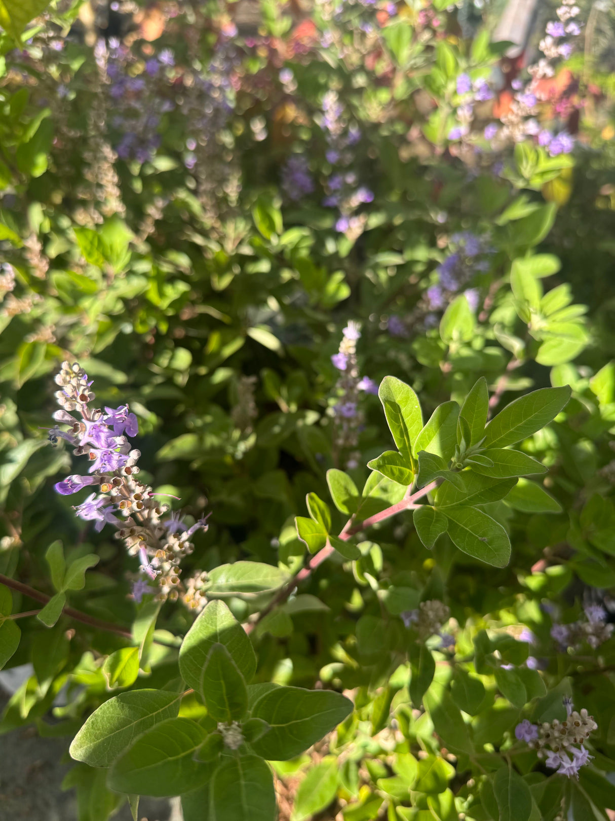 Vitex agnus-castus 'Magical S. Blues'  -R- Mönchspfeffer