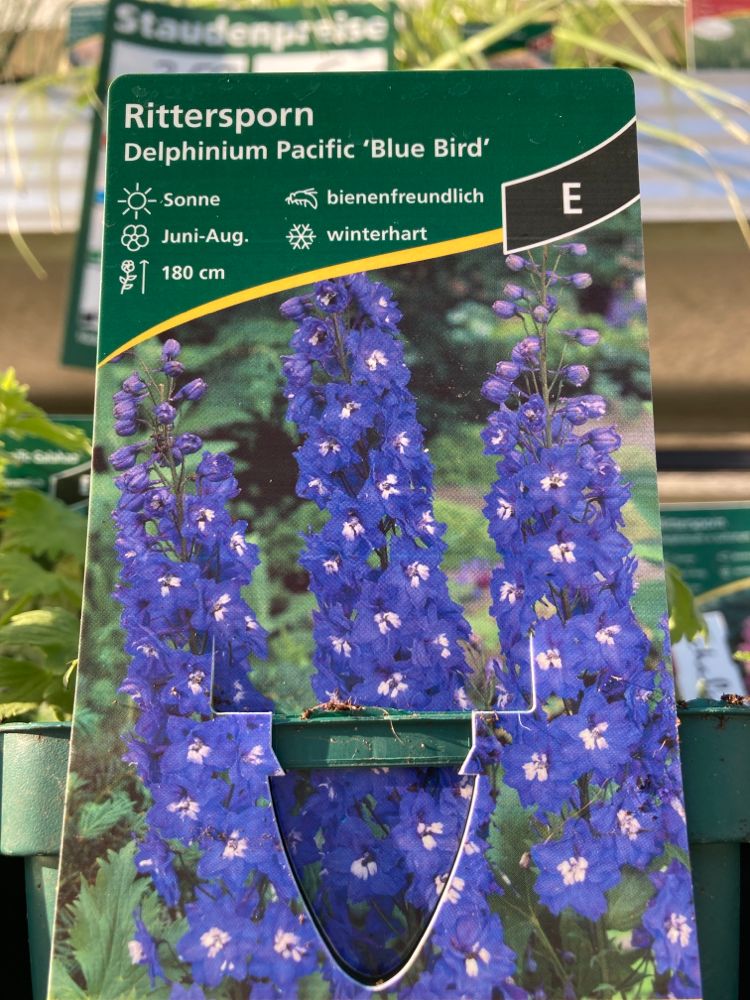Delphinium Pacific 'Blue Bird' Pacific-Rittersporn