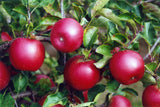 Malus 'Mars'  -S-                      CAC Apfel 'Mars'  -S-