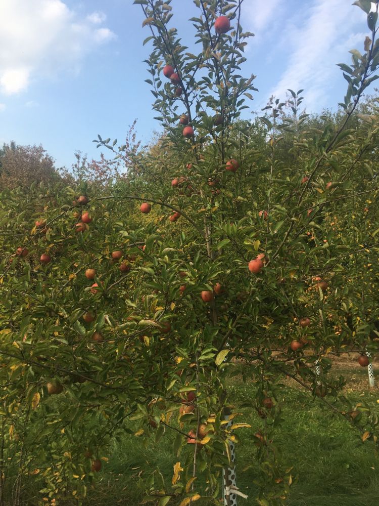 Malus 'Braeburn Typ Schneider'         CAC Apfel 'Braeburn Typ Schneider'      mittel