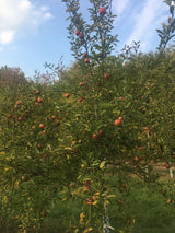 Malus 'Braeburn Typ Schneider'         CAC Apfel 'Braeburn Typ Schneider'      mittel