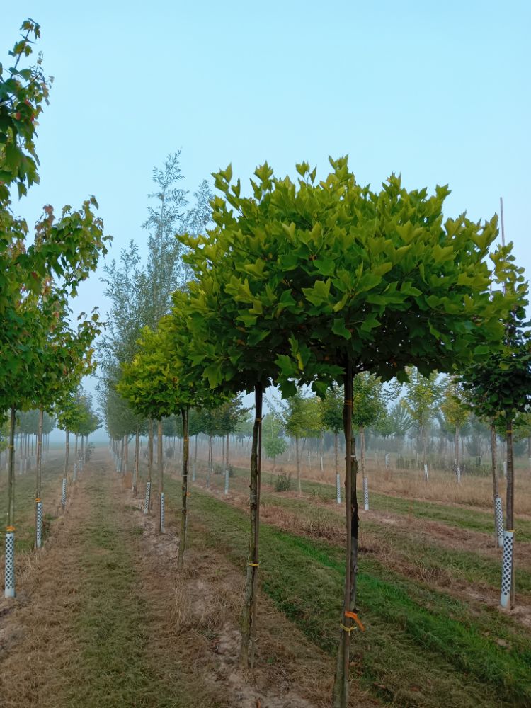 Platanus hispanica 'Alphens Globe' Platane 'Alphens Globe'