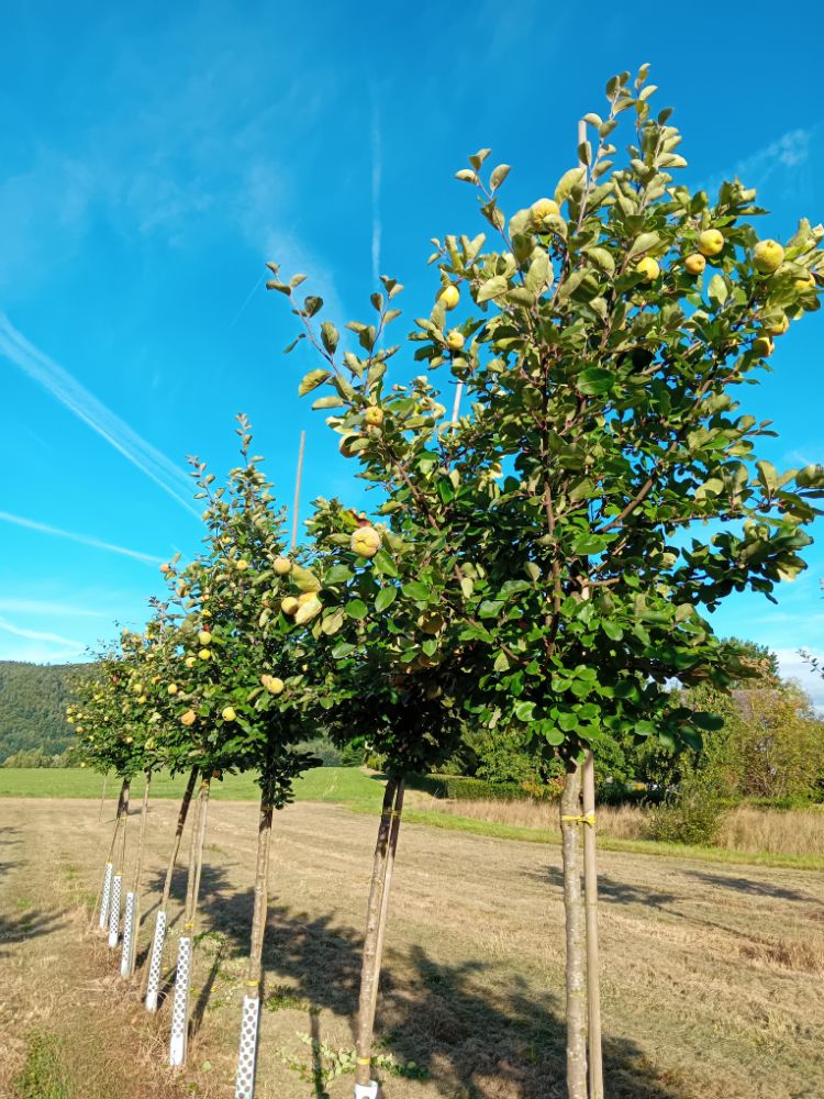 Cydonia 'Leskovac'                     CAC Quitte 'Leskovac'