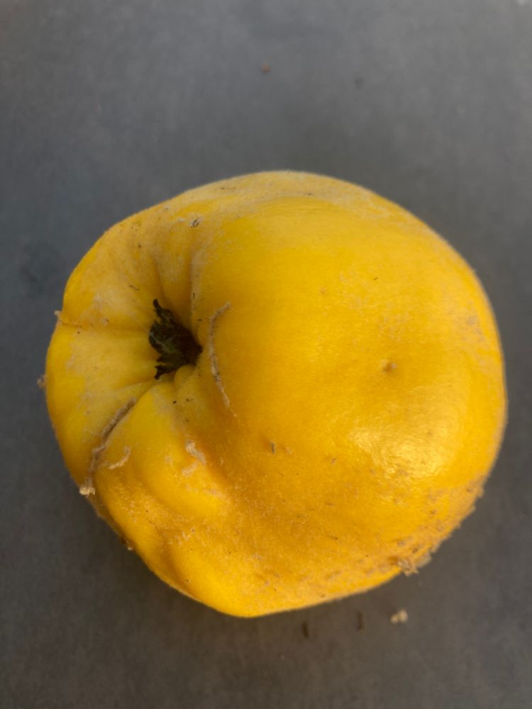 Cydonia 'Vranja'                       CAC Quitte 'Vranja'