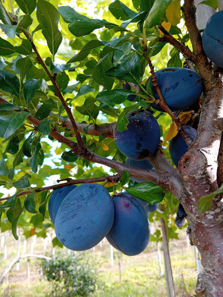 Prunus dom.'Haganta'  -S-              CAC Riesenzwetsche 'Haganta'  -S-