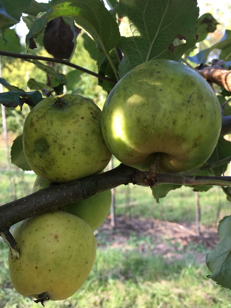 Malus 'Winterzitronenapfel'            CAC Apfel 'Winterzitronenapfel'