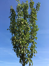 Pyrus com.'Condo'                     CAC Birne 'Condo'                       mittel