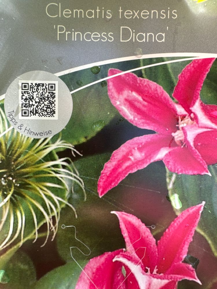 Clematis tex.'Princess Diana' Texas-Waldrebe 'Princess Diana'