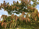 Mespilus germanica Mispel