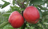 Malus 'Braeburn'                       CAC Apfel 'Braeburn'                    mittel