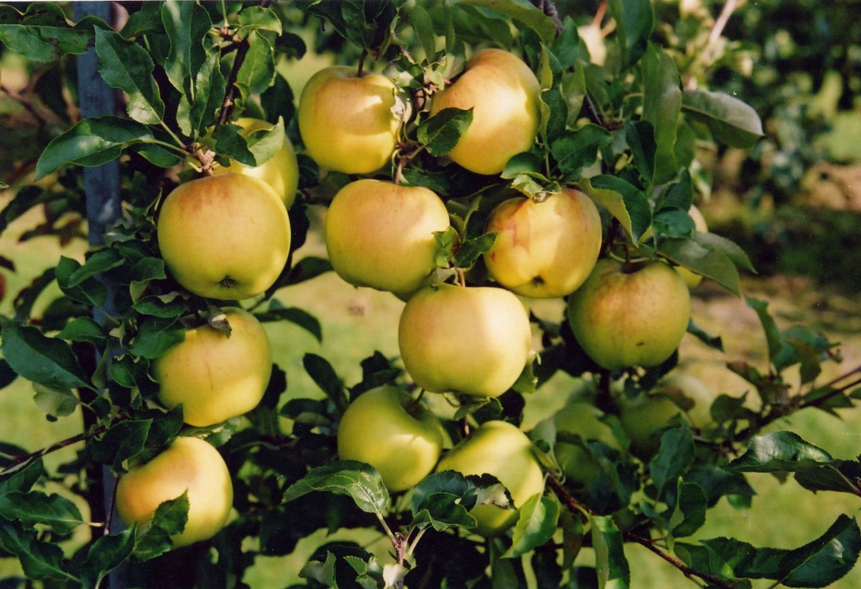 Malus 'Sirius'  -S-                    CAC Apfel 'Sirius'  -S-